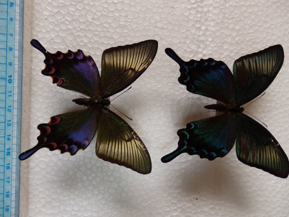 ◆トカラノコギリ　♂１４、♀６◆ flying teapot 59preamp MK2