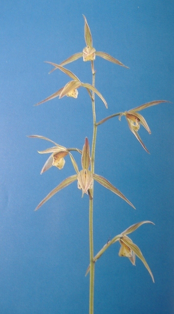 ○寒蘭○　　　阿波寒蘭　　「阿波の光」　　　野生蘭　春蘭　山野草 寒蘭 阿波登録寒蘭 「翡翠」 青々花の名品 3条成木 春蘭 野生蘭 山野草