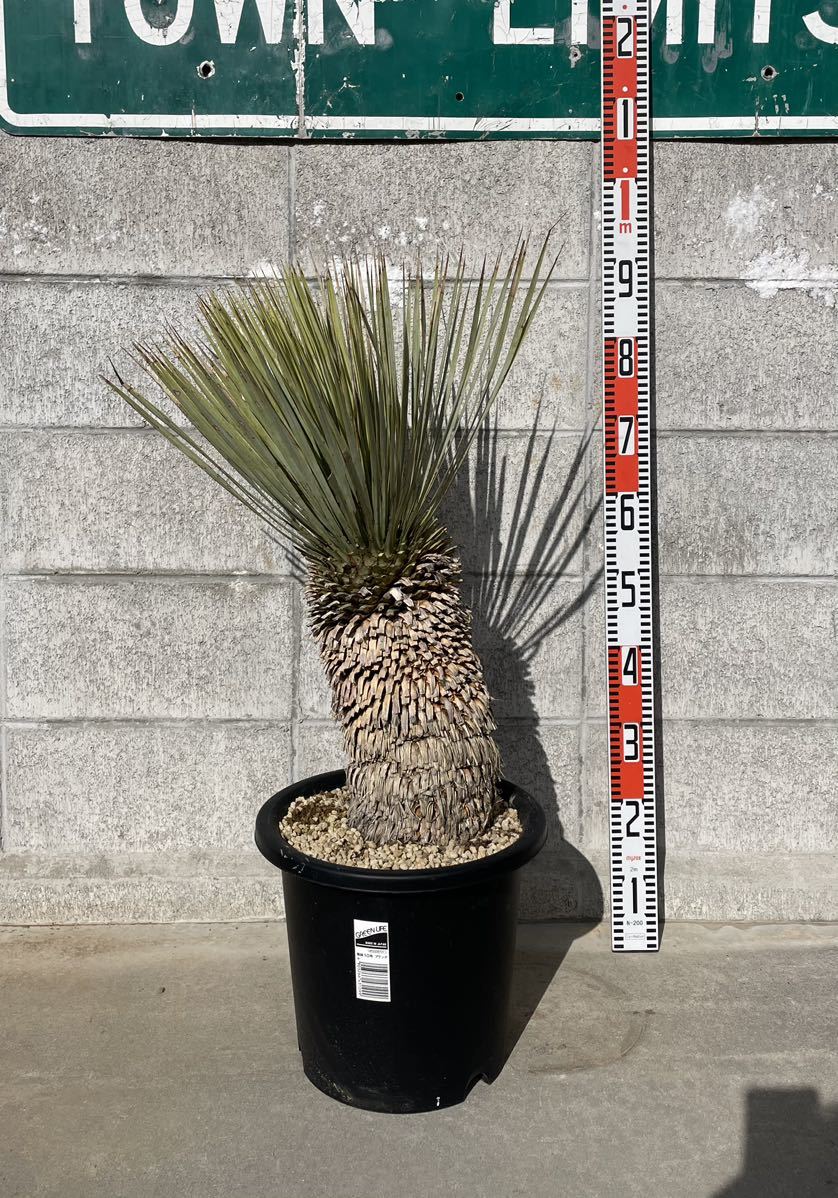 ユッカ　ロストラータ　メキシコ産　発根済　極太 ユッカロストラータメキシコ産発根済極太