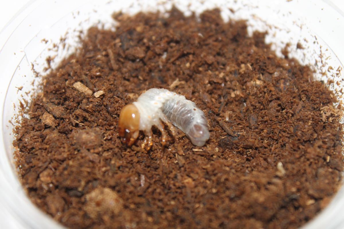 タランドゥス 初，2令幼虫　４頭セット　 タランドゥスオオツヤクワガタ 初2令幼虫 ×4頭 セット CBF1