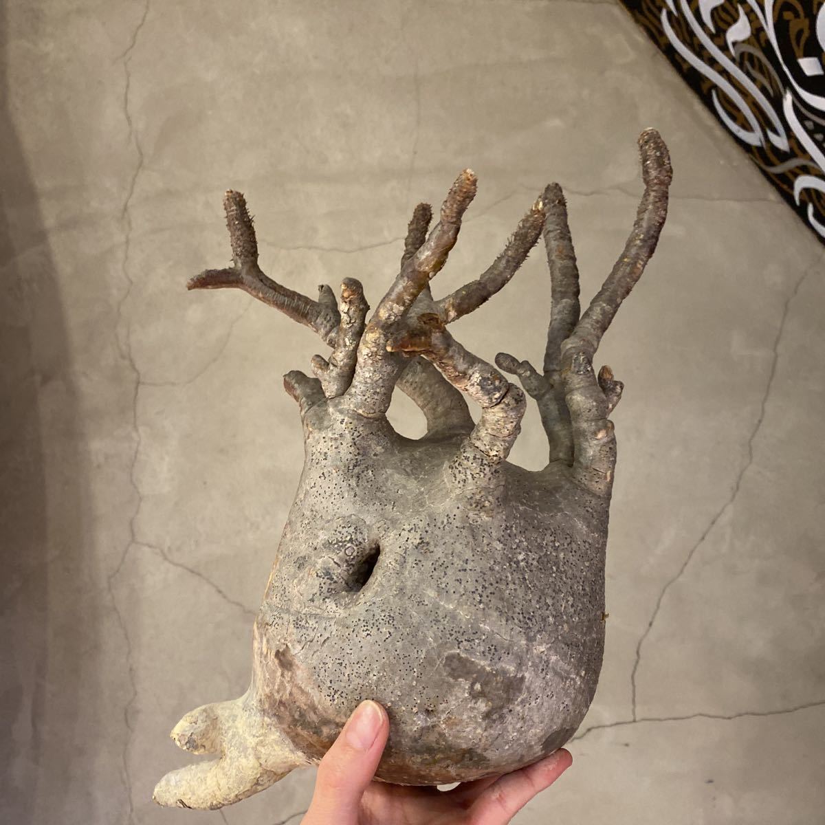 グラキリス現地球発根済穴あき