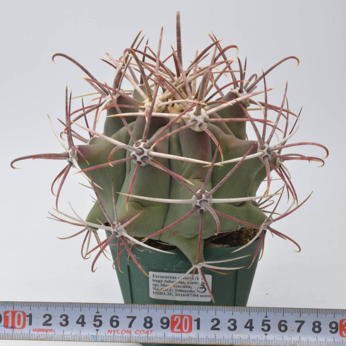 多肉植物】フェロカクタス 江守 エモリー （トゲトゲの江守さん - No 