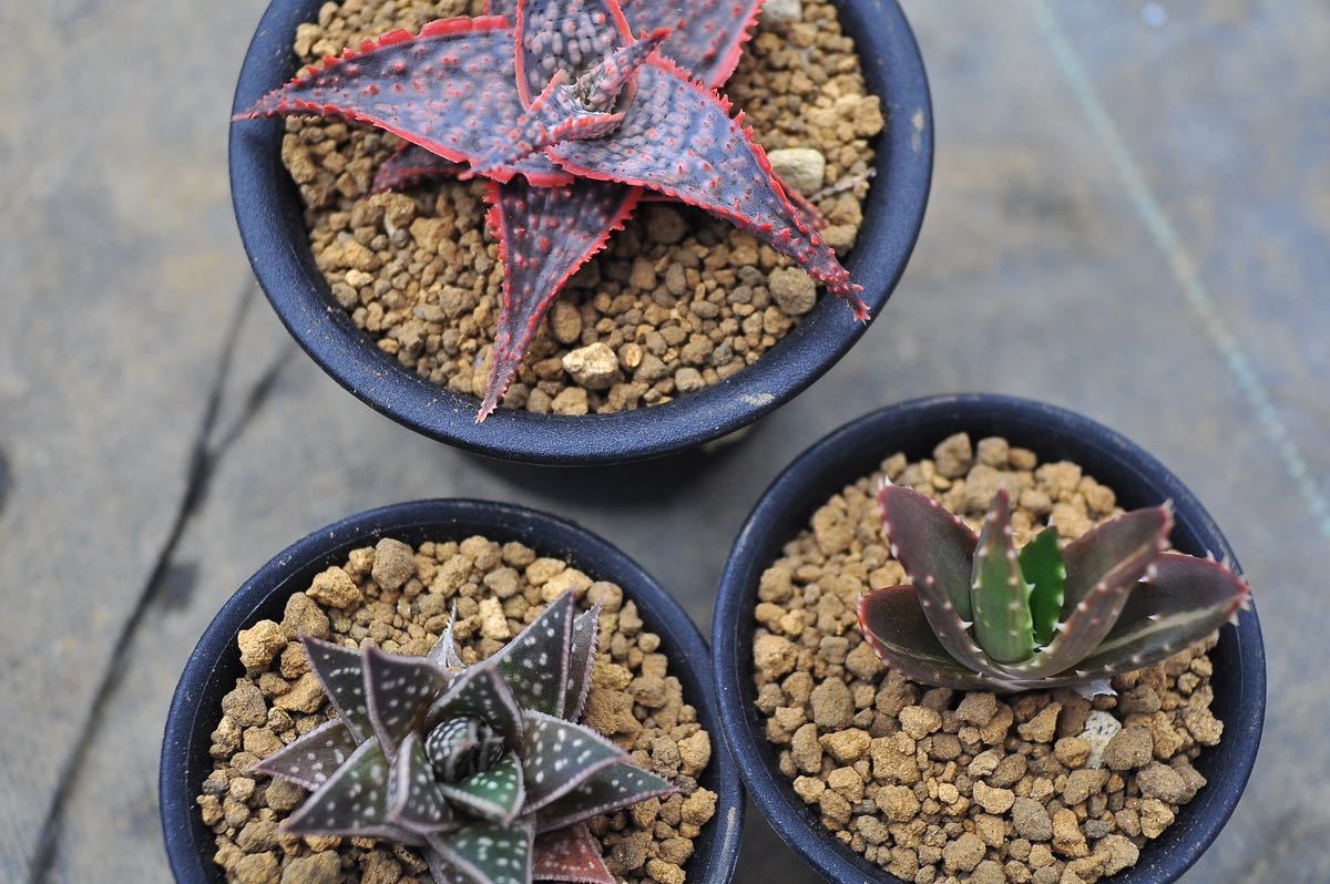 aloe hybrid アロエ　ハイブリッド　S1586 親株 アロエハイブリッドaloe hybrid S1586 親株