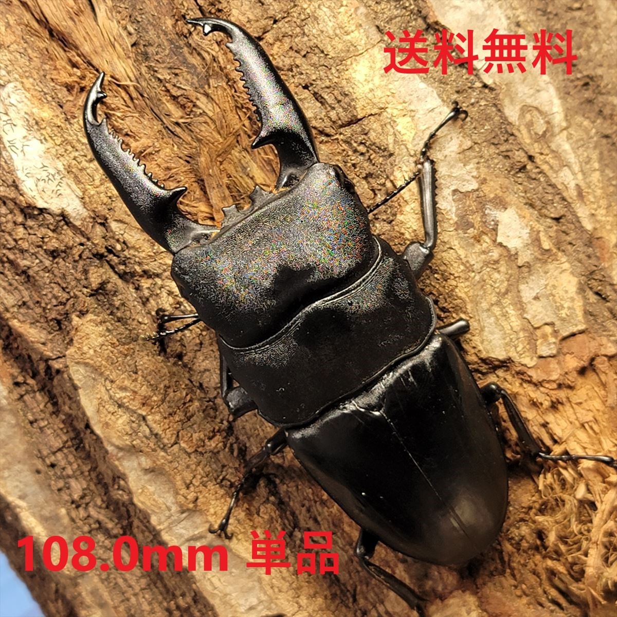 マリンドッケオオヒラタ 90㎜♂1♀2