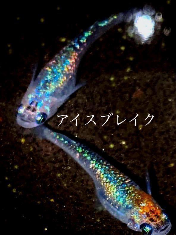 メダカ】雷霆 2ペア