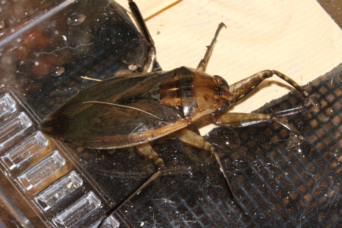 ティーダナガウニモドキ　有棘標本 ティーダナガウニモドキ有棘標本 - コレクション