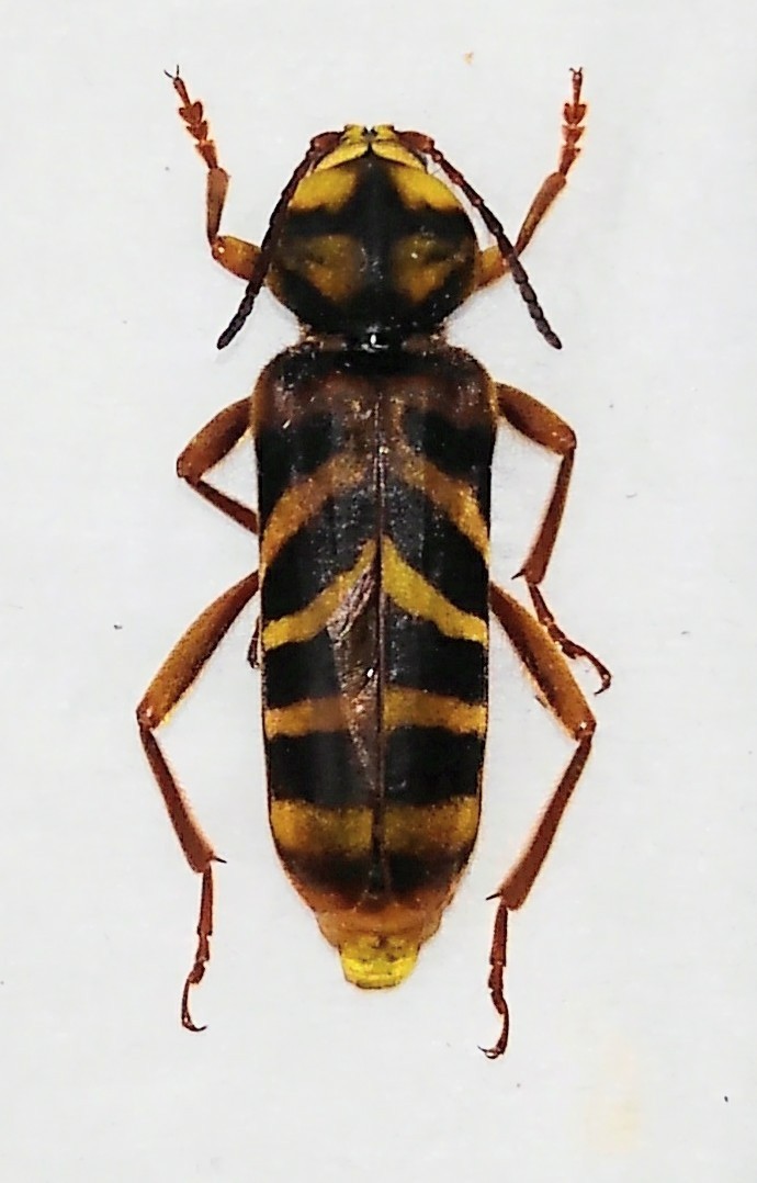 オオトラカミキリ　♀ オオトラカミキリ