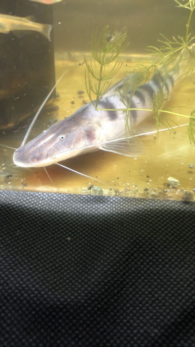 ゼブラキャット 目測20㎝
