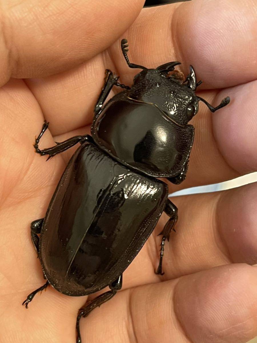 グランディスオオクワガタ インドグランディス ペア2頭 ②