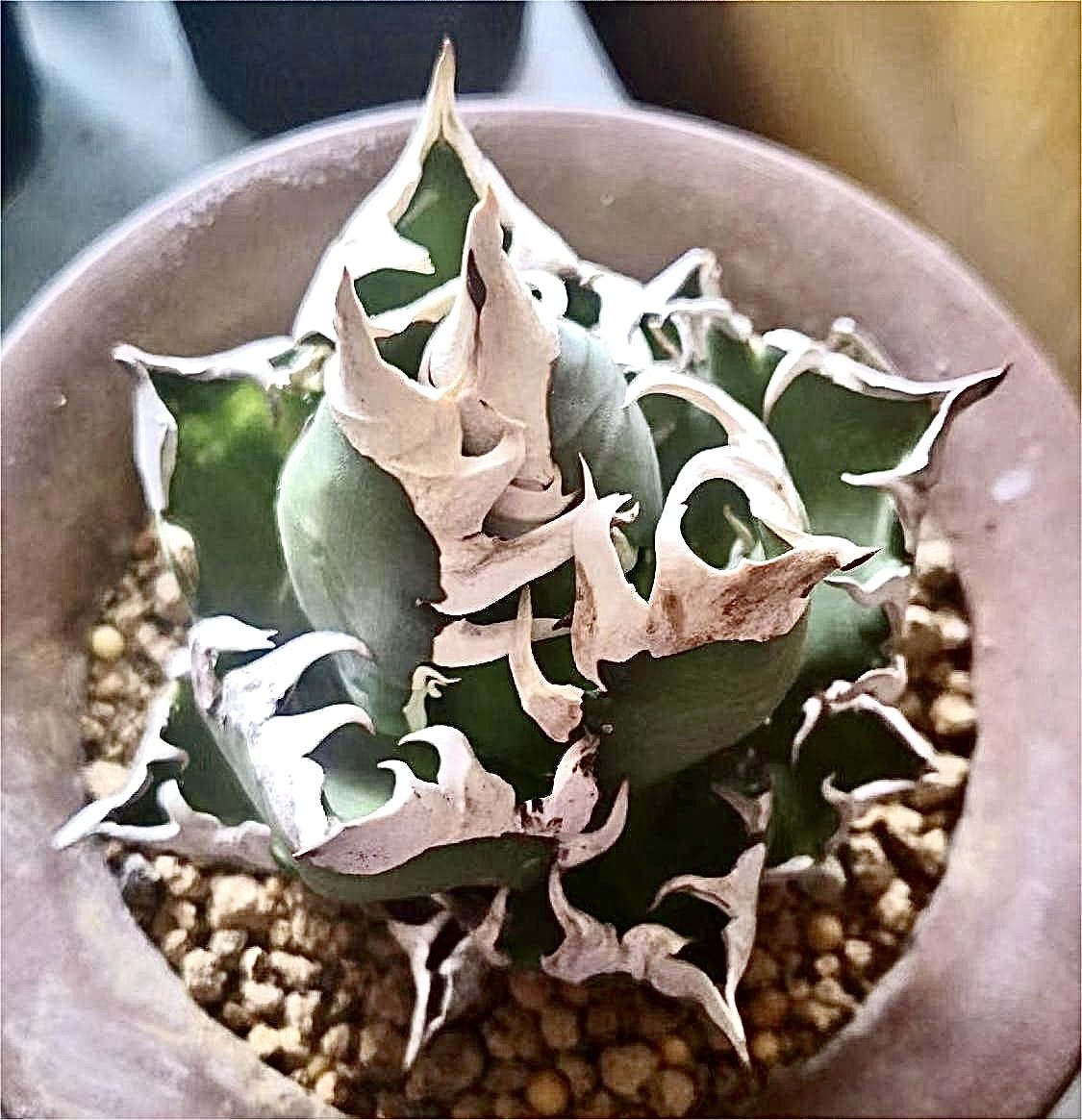 アガベ チタノタ レッドキャットウィーズル 赤猫 親株 人気