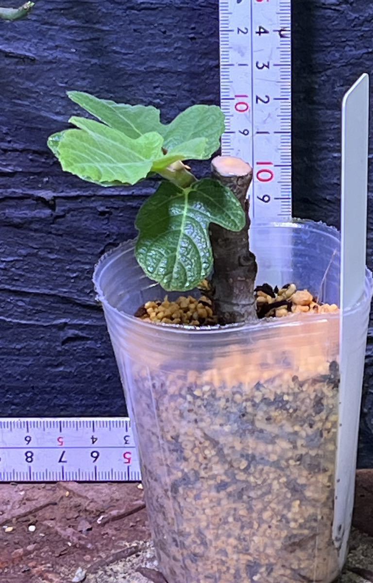 超安心！イチジク発根済み穂木！】ヴィンチェンツォ（Vincenzo