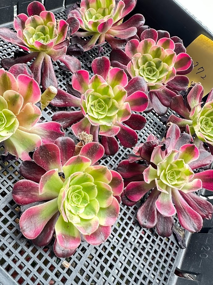 大株❤️メデューサ❤️9頭群生アエオニウム木立多肉植物ブーケ