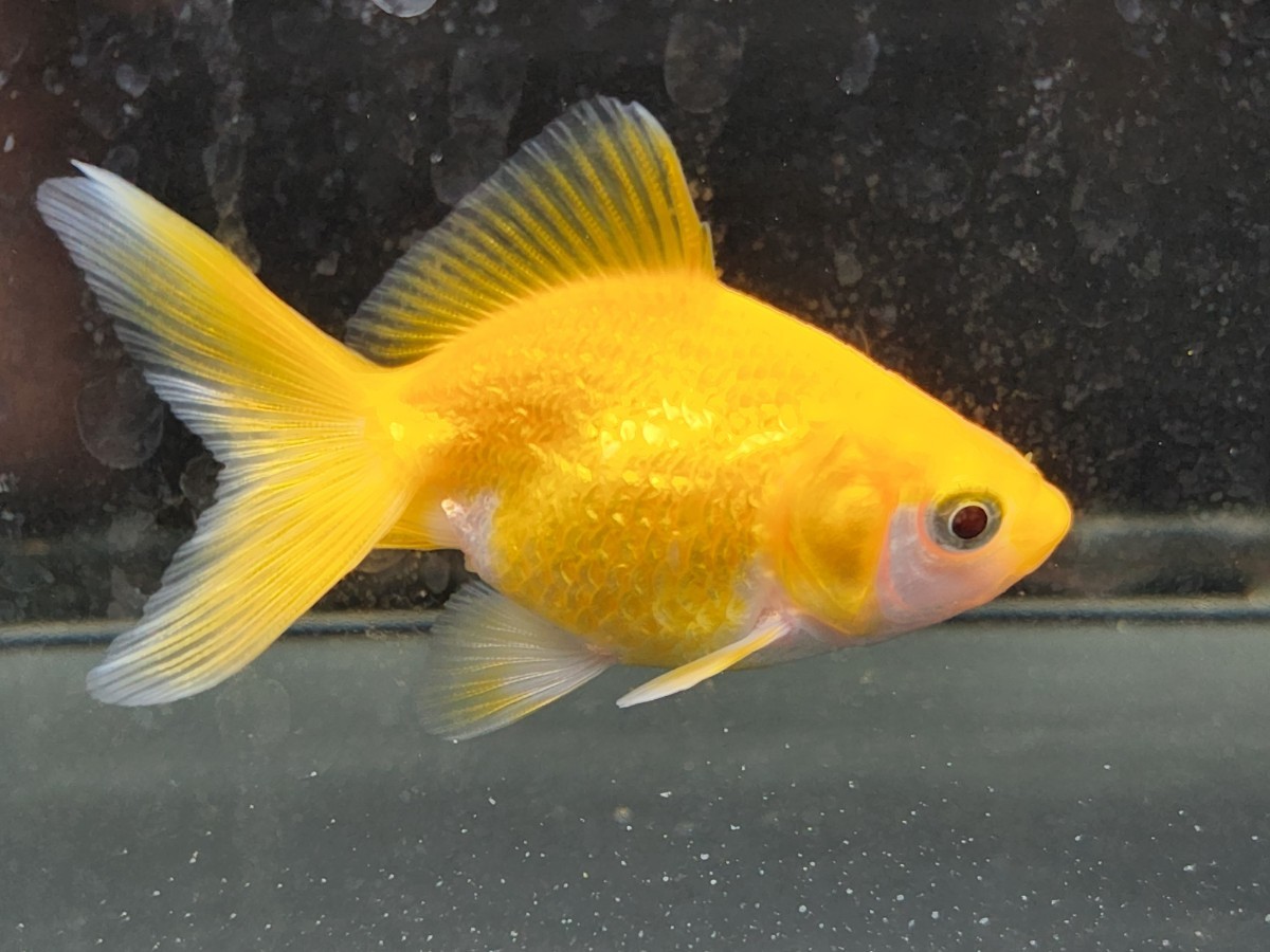 美　埼玉　黄金琉金　８㎝くらい