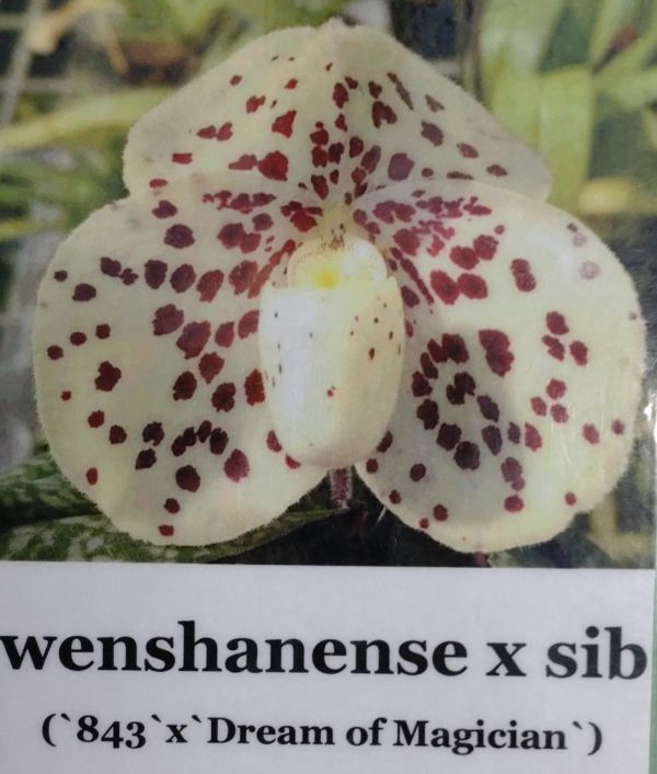 胡蝶蘭 原種 パリシー フラスコ 小型 ファレノプシス 洋蘭 Phal 洋ラン