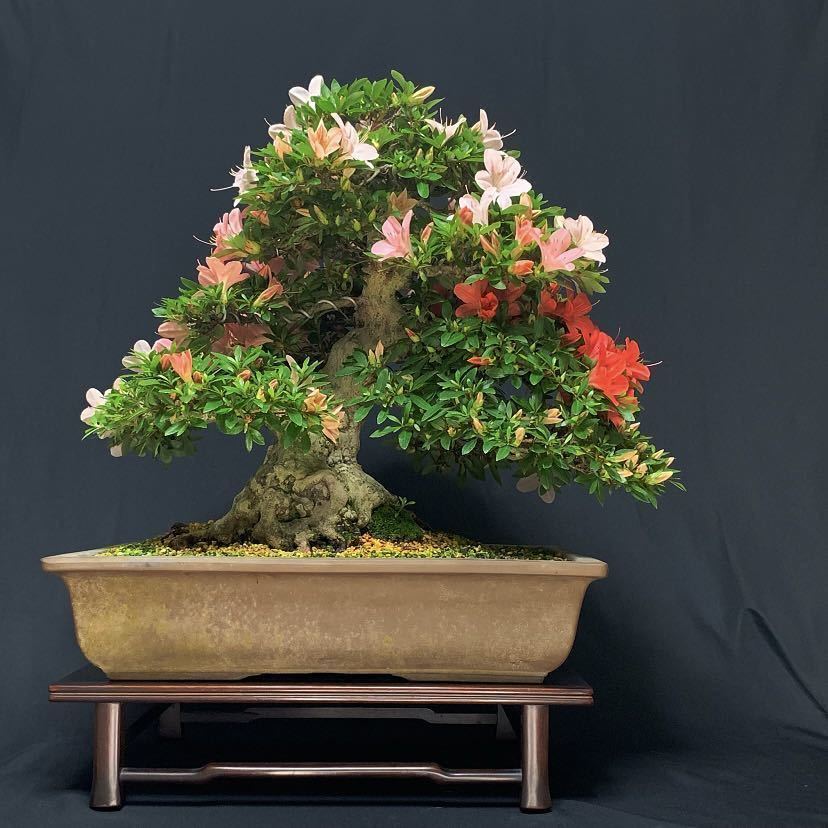 皐月さつき盆栽 【愛の月 あいのつき】