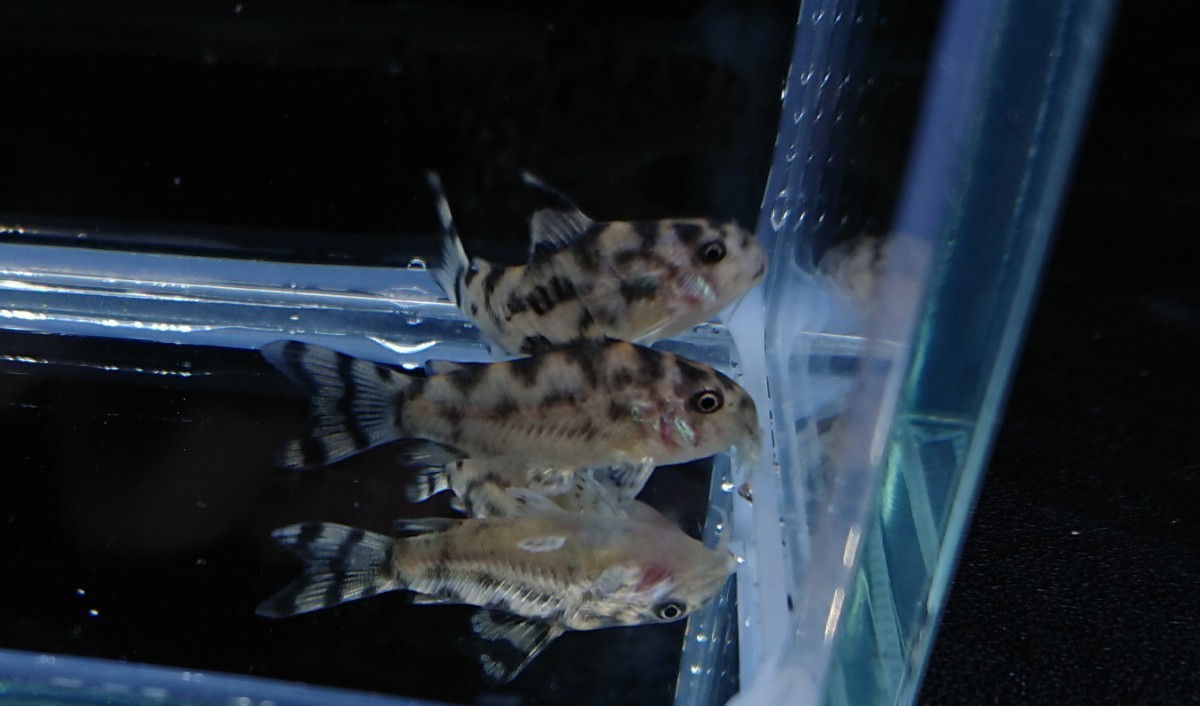 キンペコブリード5匹セットです。