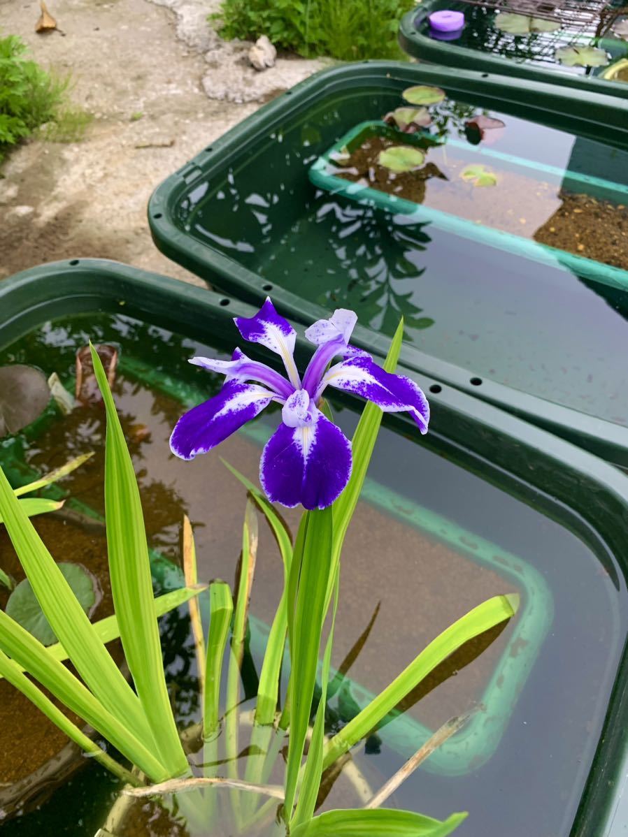 カキツバタ苗舞孔雀