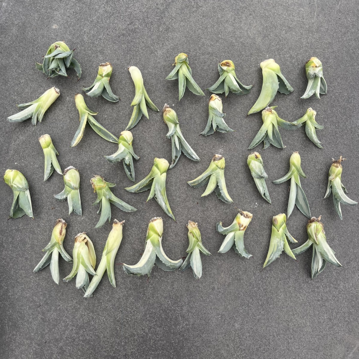 1多肉植物 アガベ アメリカーナ 華厳白中斑 20株同捆 1多肉植物 アガベ アメリカーナ 華厳白中斑 20株同捆