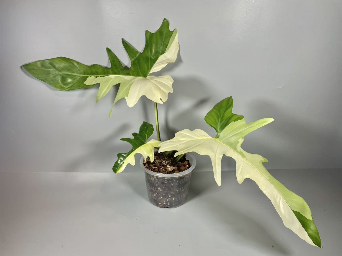 レア！Philodendron Golden dragon variegated フィロデンドロン
