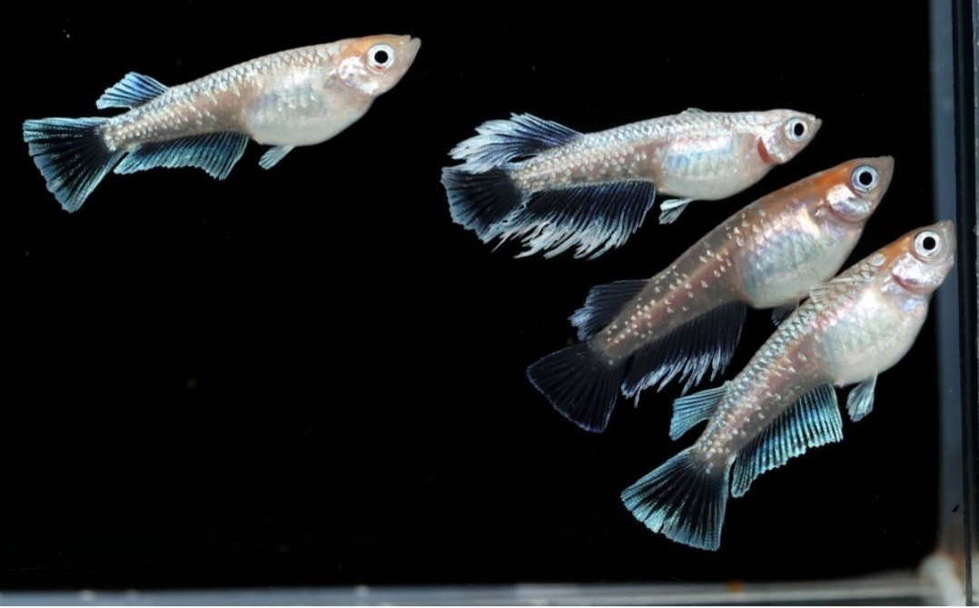 レーヴ Azuma Medaka様直個体 稚魚10匹