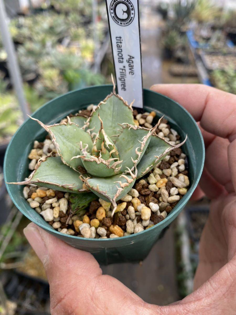 hiiro】アガベ フィリグリー 子株 圓葉拇指 agabe titanota