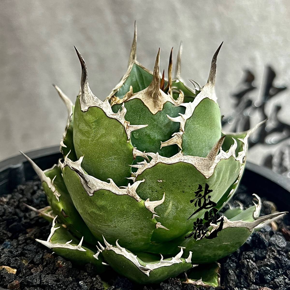 アガベ チタノタ グリフィン イラン産 【イラン便入荷！】入荷株のご