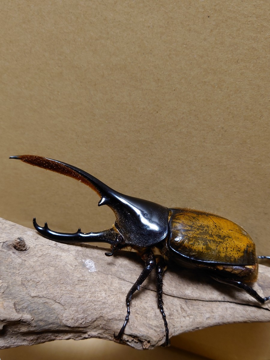 ヘラクレスエクアトリアヌス　美品 ☆新成虫☆ヘラクレスエクアトリアヌス♂129mm♀72mmペア