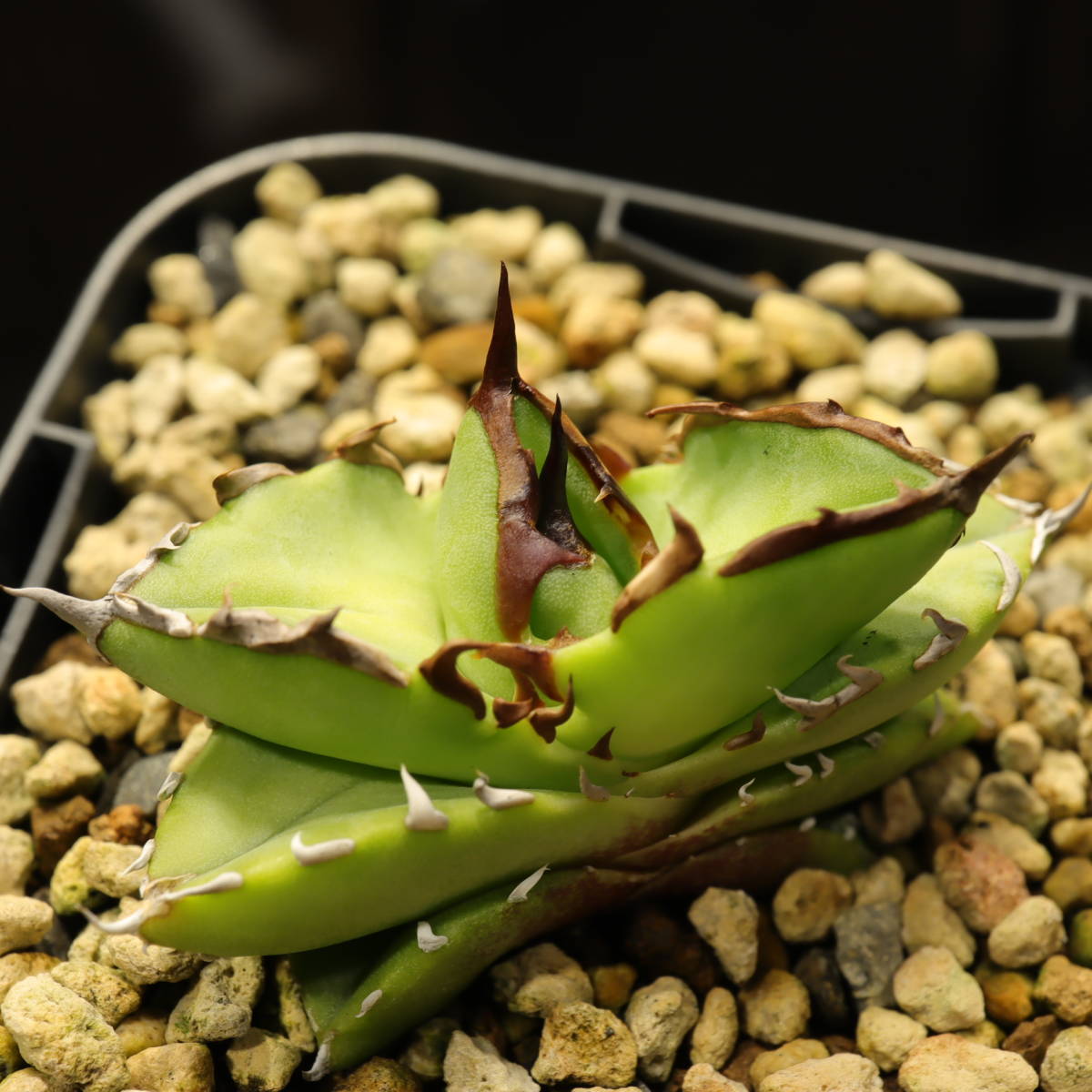 未使用に近い】WP-TB-016 アガベ チタノタブルー実生（チタノタ実生