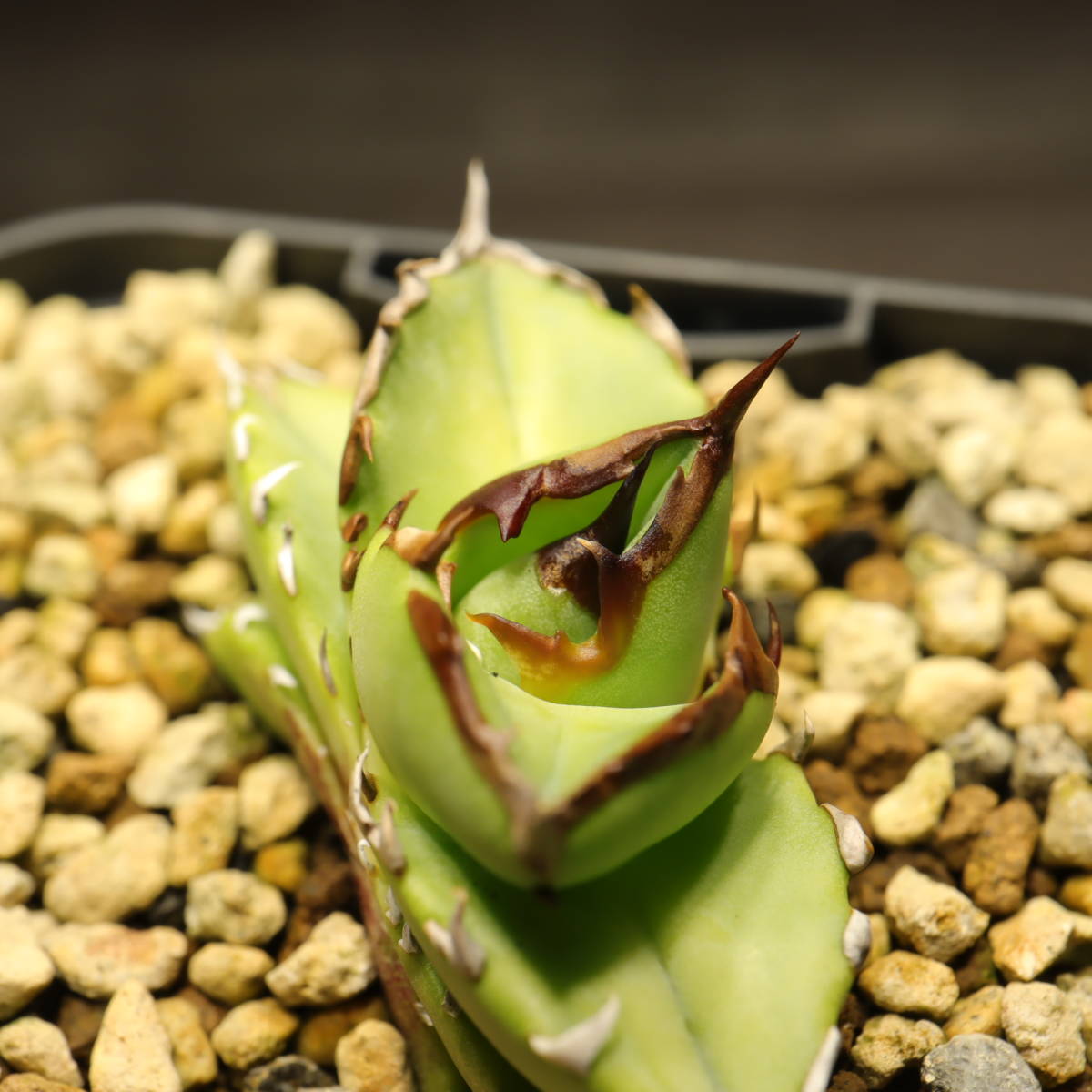 未使用に近い】WP-TB-016 アガベ チタノタブルー実生（チタノタ実生