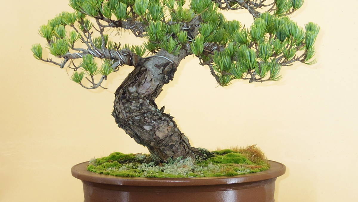 盆栽屋大和】 黒松貴風盆栽 中品盆栽 取りに来れる方大歓迎 自社