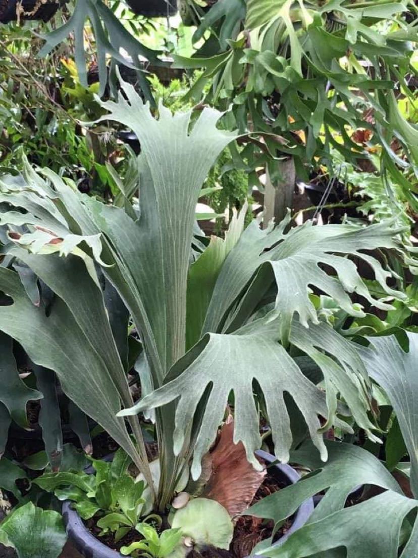 P. Kwan【ビカクシダ　ヒリー　クワン】 未使用】P.Kwan ヒリー ビカクシダ コウモリランの落札情報詳細