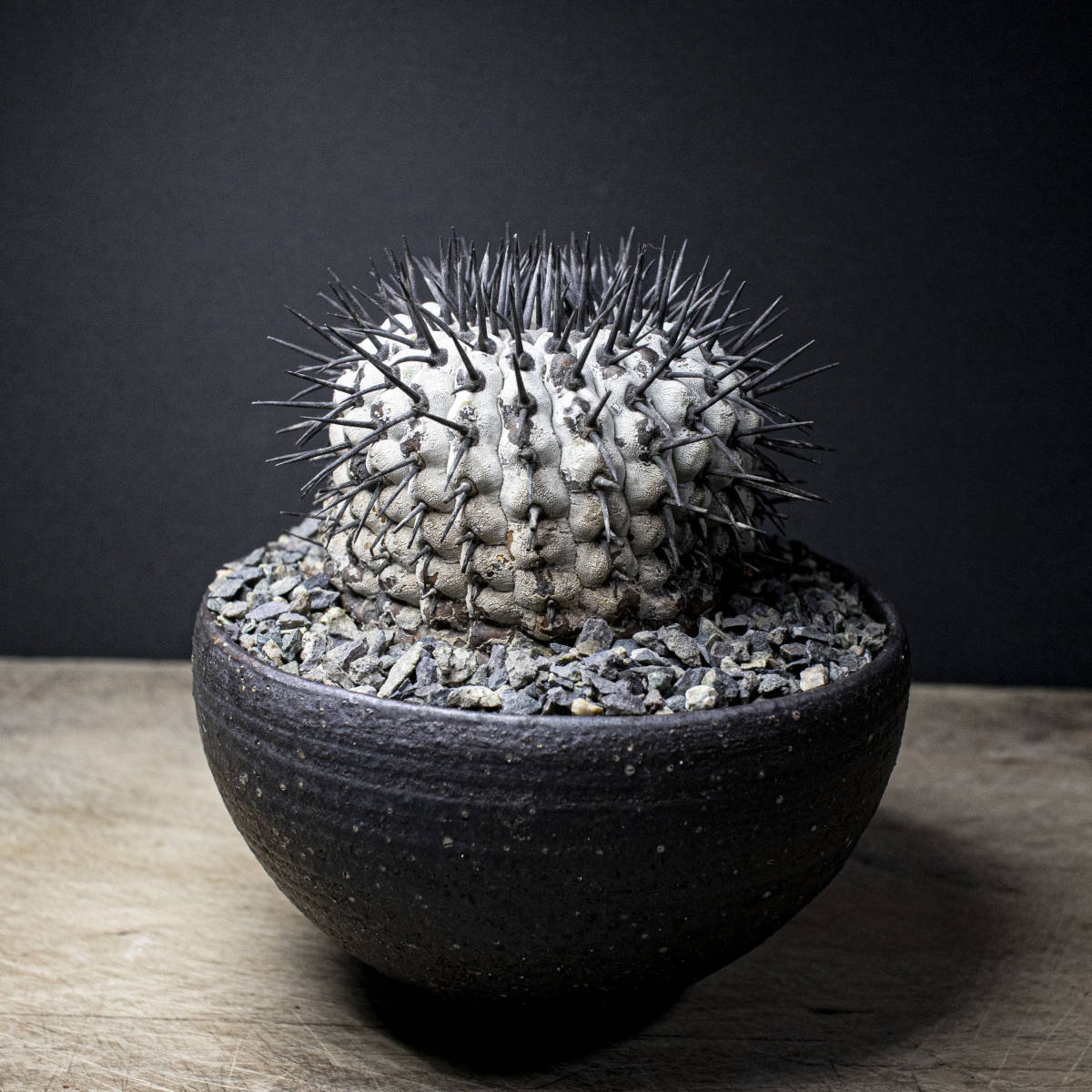 【コレクター】コピアポア　シネレア　黒王丸　現地球カキコ　横幅6㎝弱　白肌　自根 コレクター品】コピアポア シネレア 黒王丸 現地球 カキコ 横幅6