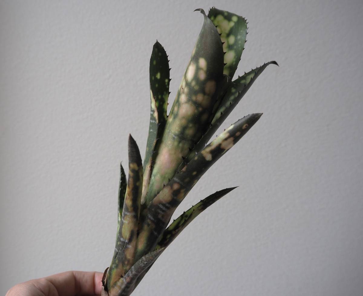 未使用】Billbergia 'Toneprai Bokeh'（Kolan Offspring x Domingos