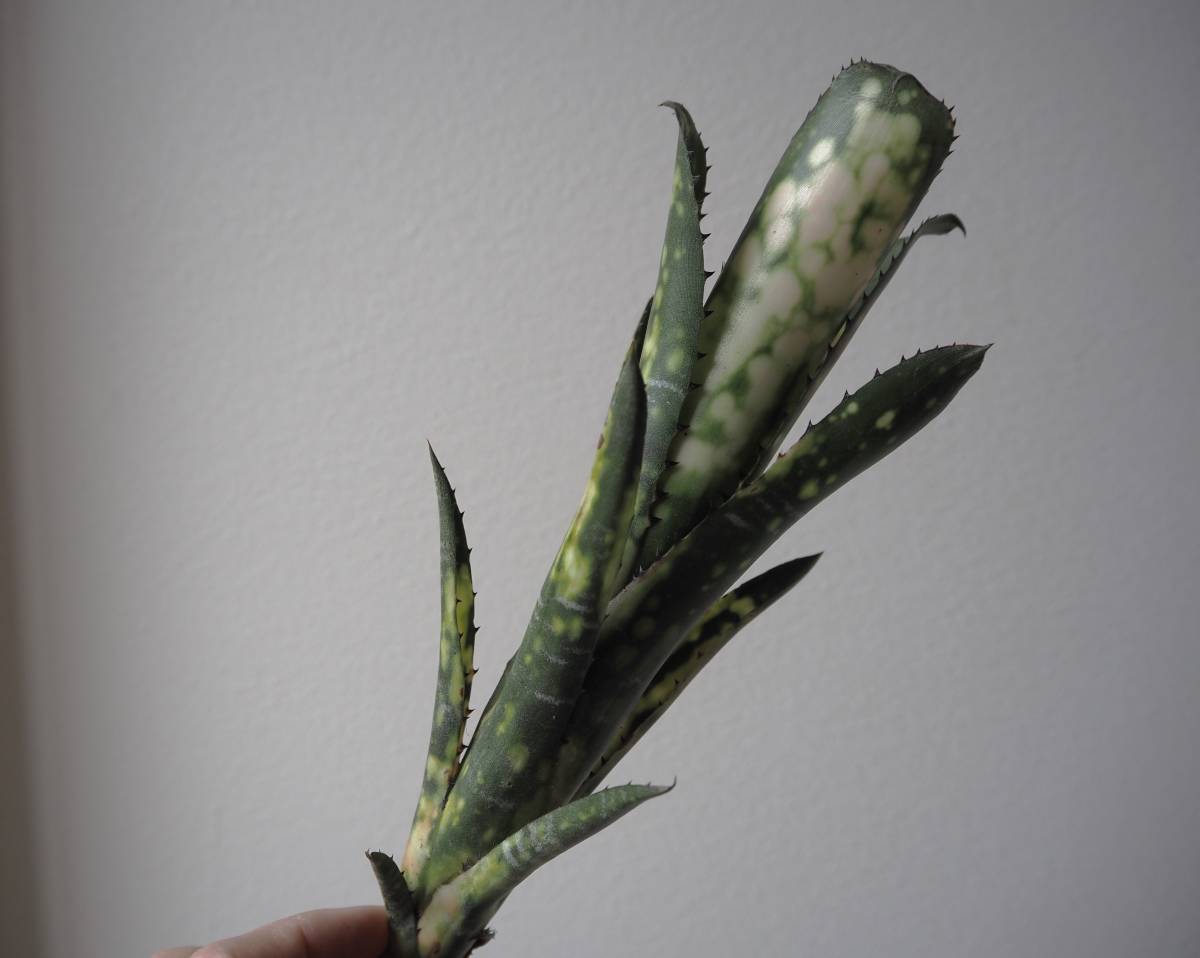 未使用】Billbergia 'Toneprai Bokeh'（Kolan Offspring x Domingos