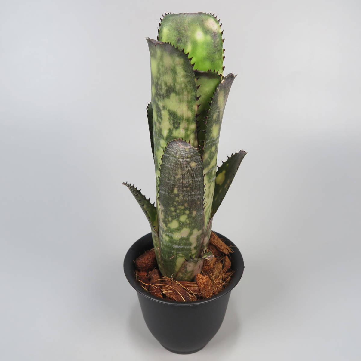 未使用】ビルベルギア ☆ Billbergia Hallelujah x Kolan Chestnut