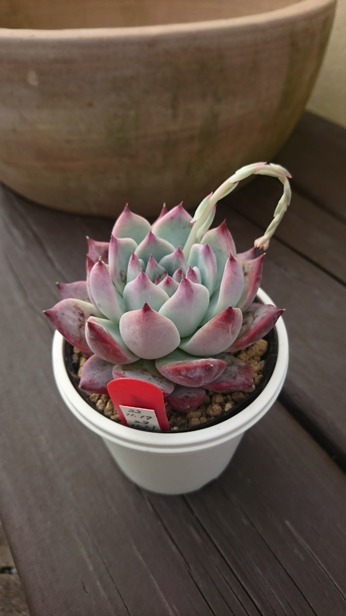 やや傷や汚れあり】多肉植物 臼田リンゼアナ ぼのぼの多肉植物
