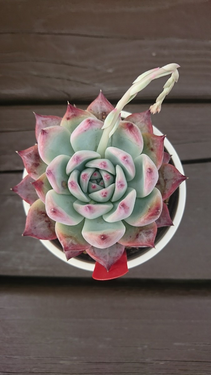 やや傷や汚れあり】多肉植物 臼田リンゼアナ ぼのぼの多肉植物