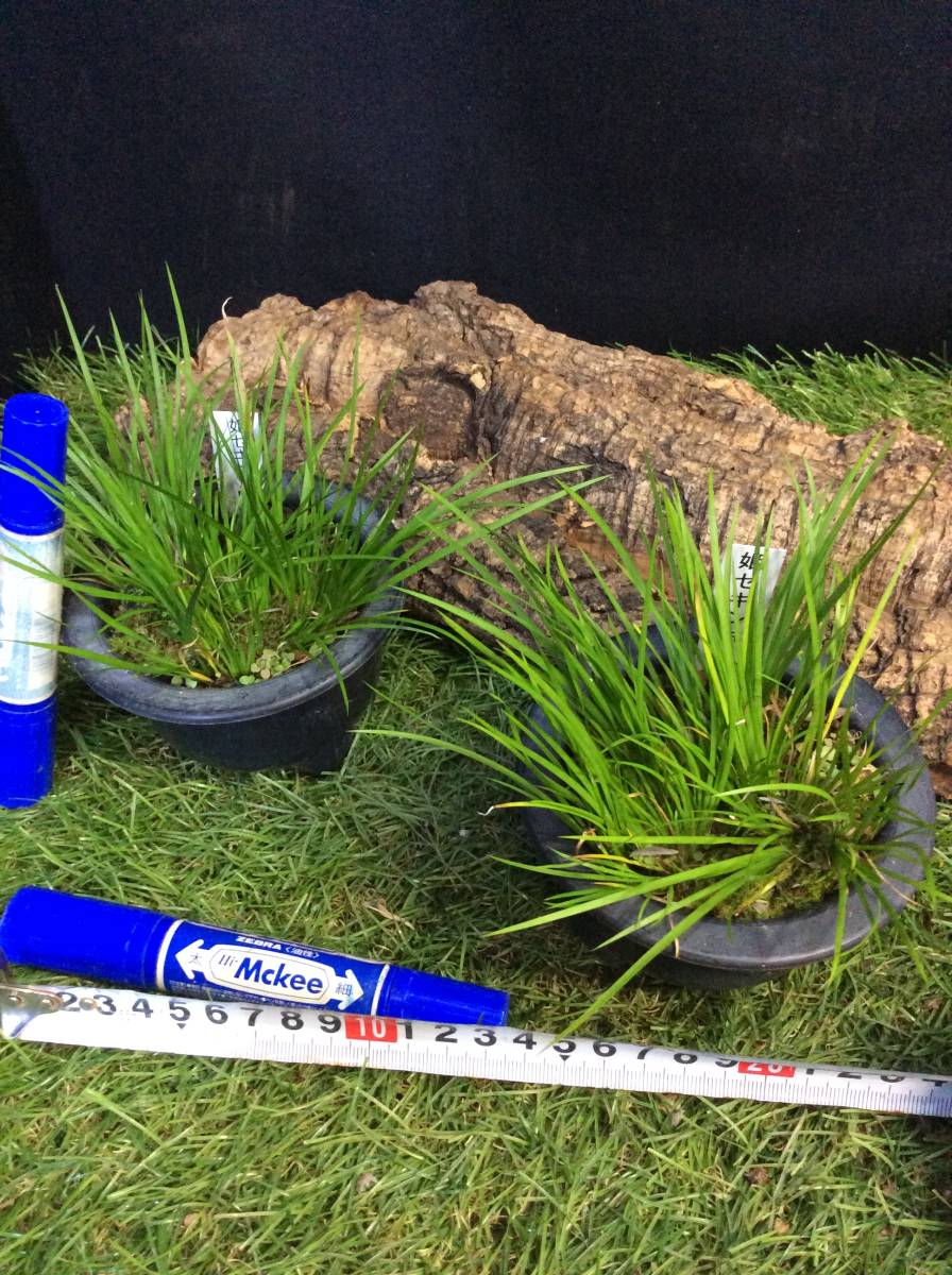 【目立った傷や汚れなし】サトイモ科ショウブ属 石菖 、セキショウです。姫セキショウ常緑多年草です。2鉢あります。まとめて取引きするとお得です ...