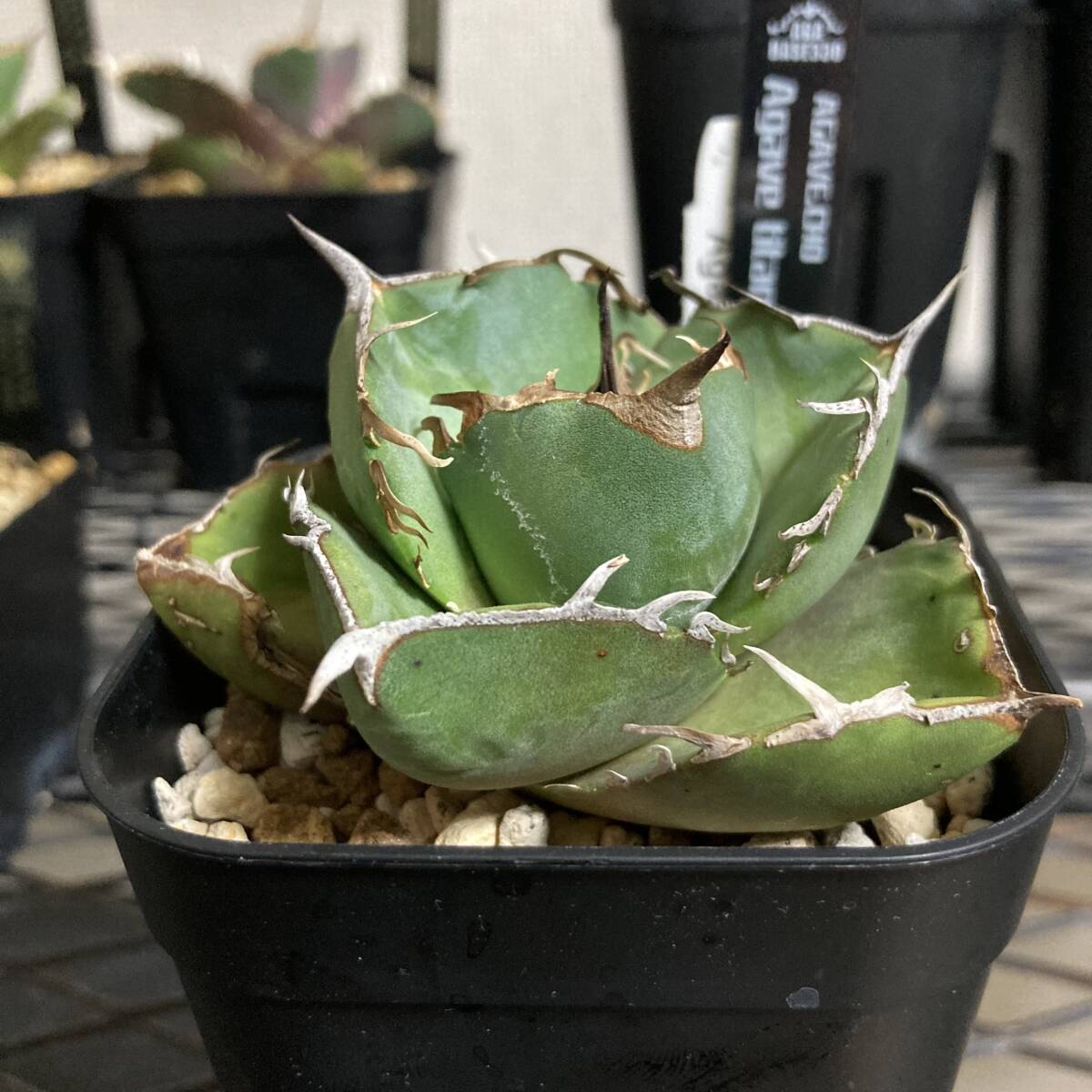 アガベ　チタノタ　柊月　親株　コンパクト　ジャガーノートhyb アガベ チタノタ 柊月 親株 コンパクト ジャガーノートhyb 子株