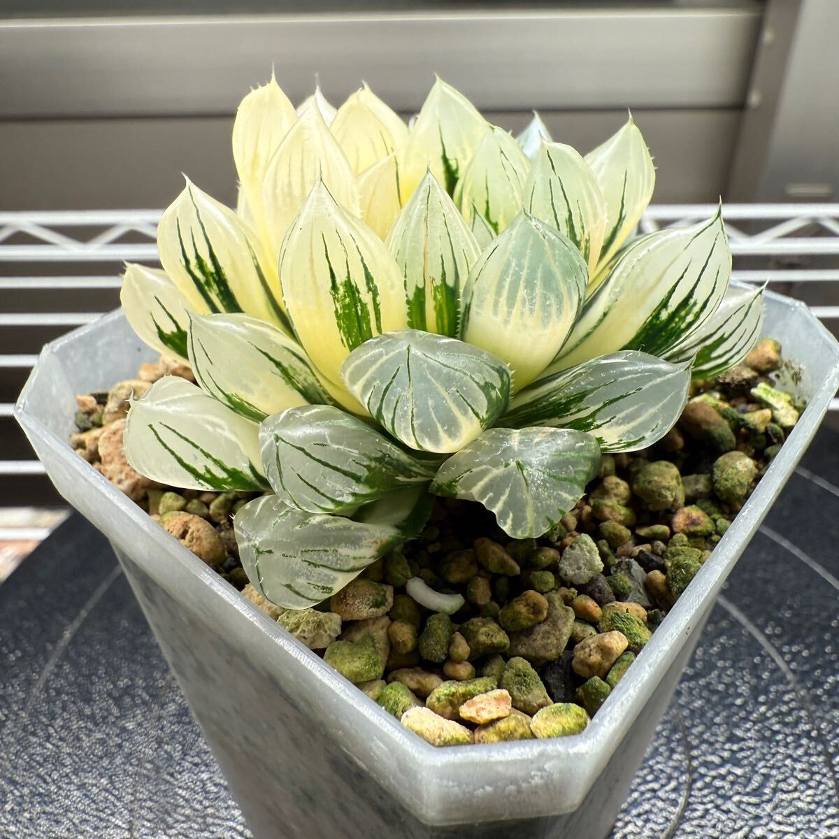 おまとめ中！多肉植物^o^ 葉挿し赤ちゃん全斑！シャンパンライム錦 すべての商品 | 多肉植物の専門通販サイト｜実のりえん