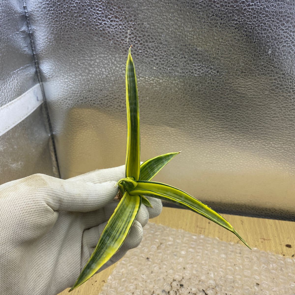 レア サンスベリア パテンス バリエガータ 極斑入り 【公式通販】