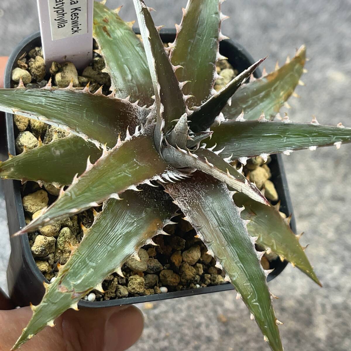観葉植物】サイカス プラティフィラ 高さ35CM 希少ソテツ Cycas