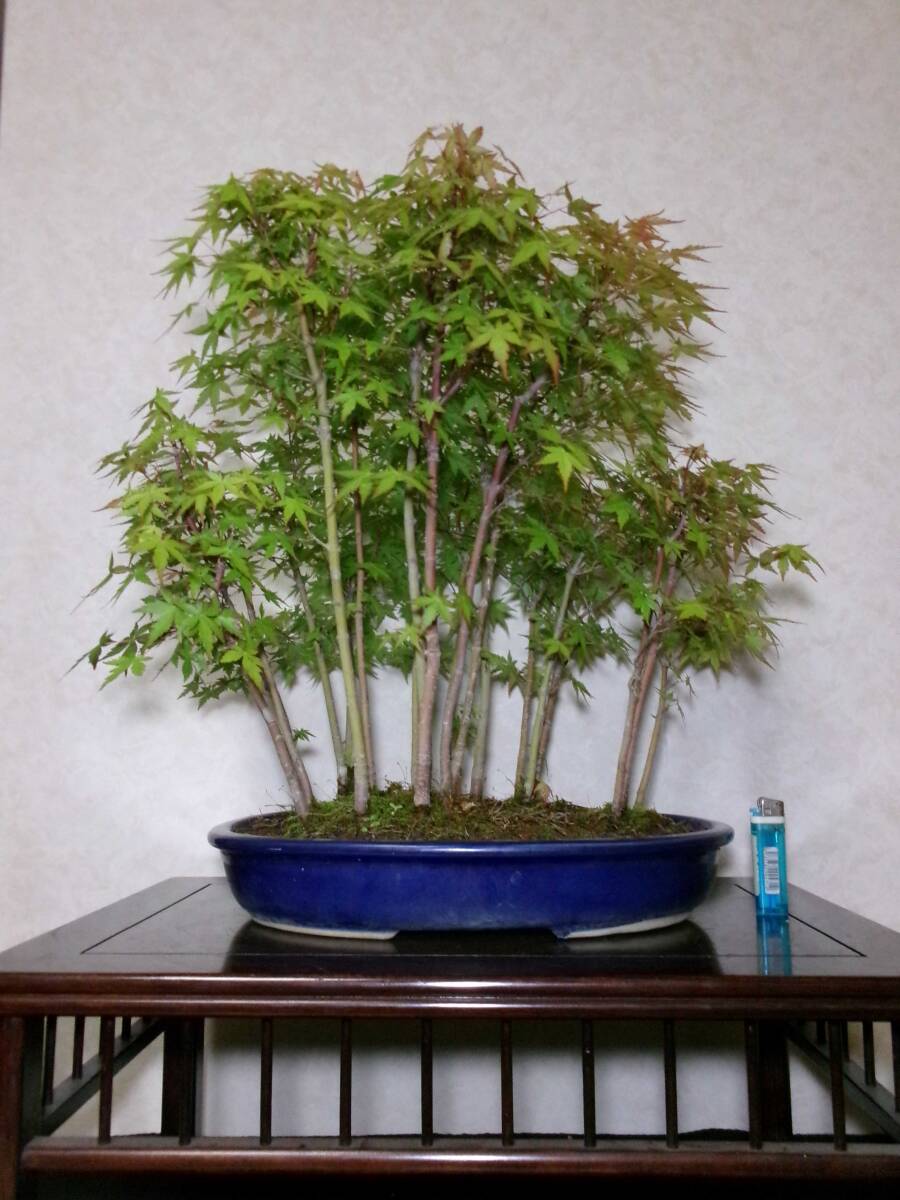 貴風盆栽石付きの楓 ☆楓 ・貴風サイズ石付盆栽☆(