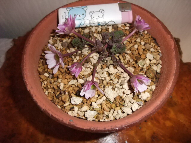 新品】0n32 【苗・山野草】青いカリアンテマム ファレリー開花