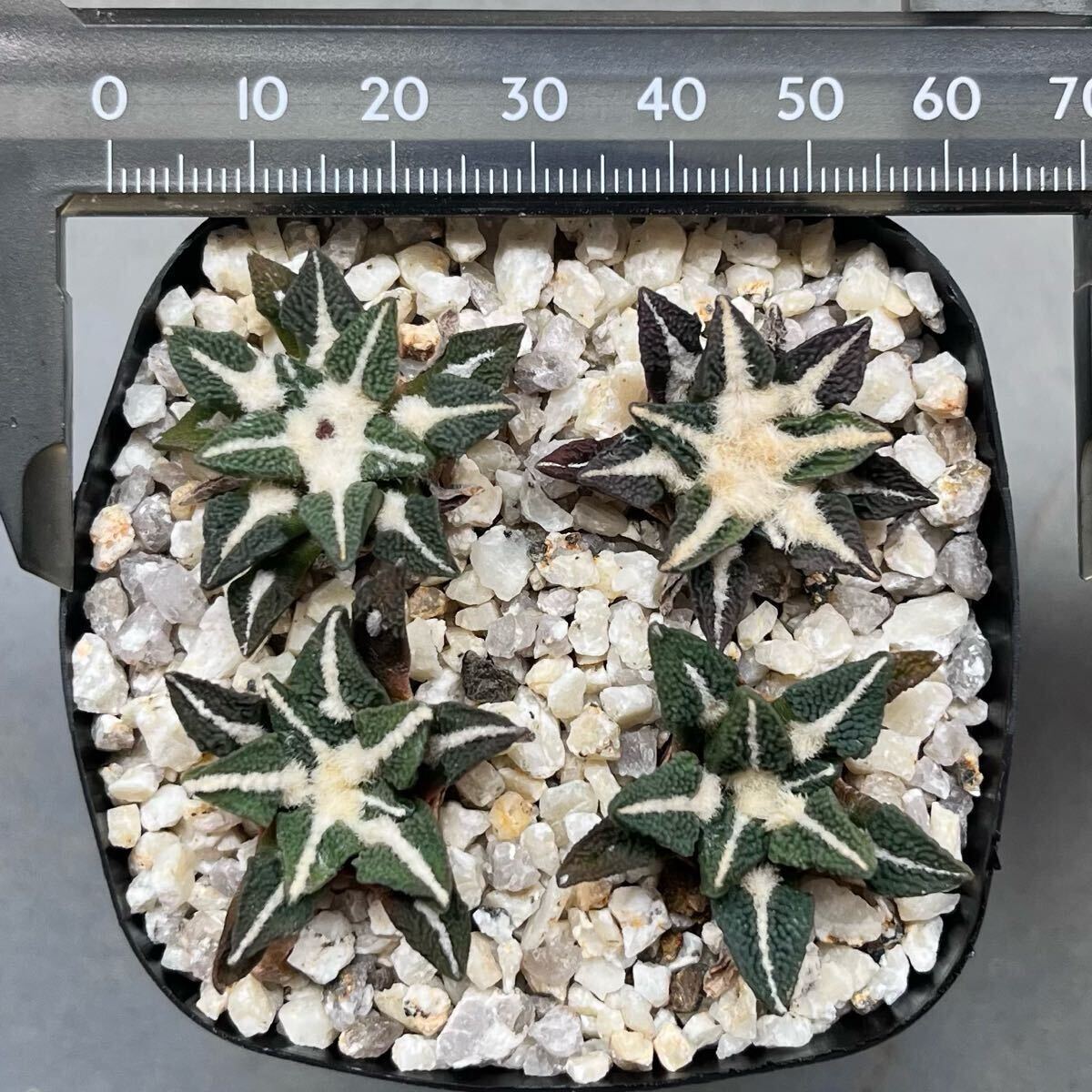 PW》サボテン アリオカルプス“亀甲牡丹「ゴジラ」”実生 自根 多肉植物