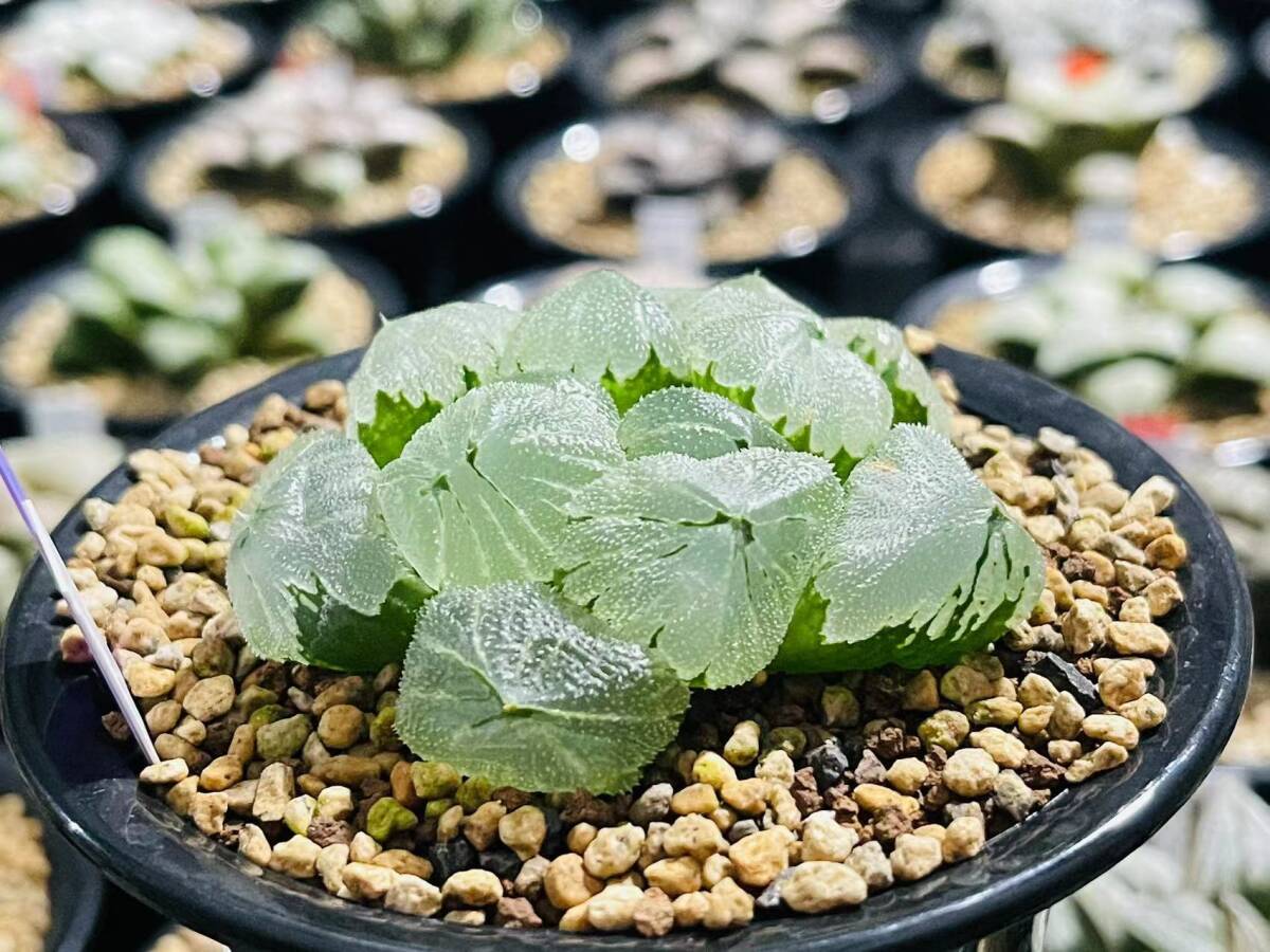 多肉植物 ハオルチア 正宗の一振り 多肉植物 ハオルチア 正宗の一振り - メルカリ