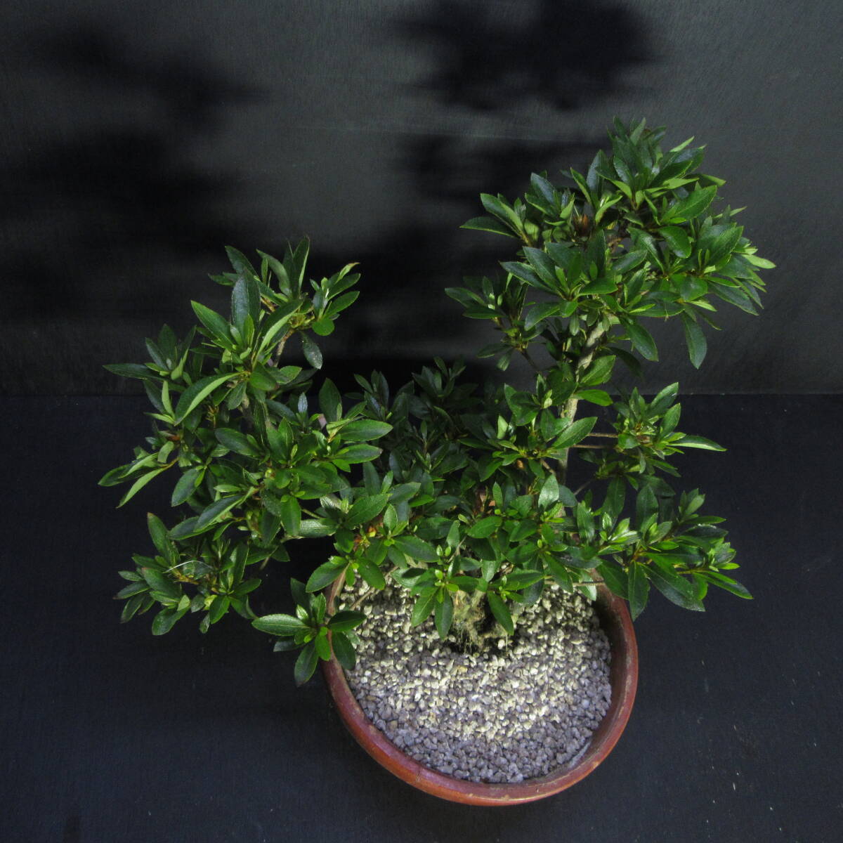 さつき大品盆栽「暁天」 極上さつき盆栽 暁天系さつき 【公式通販】