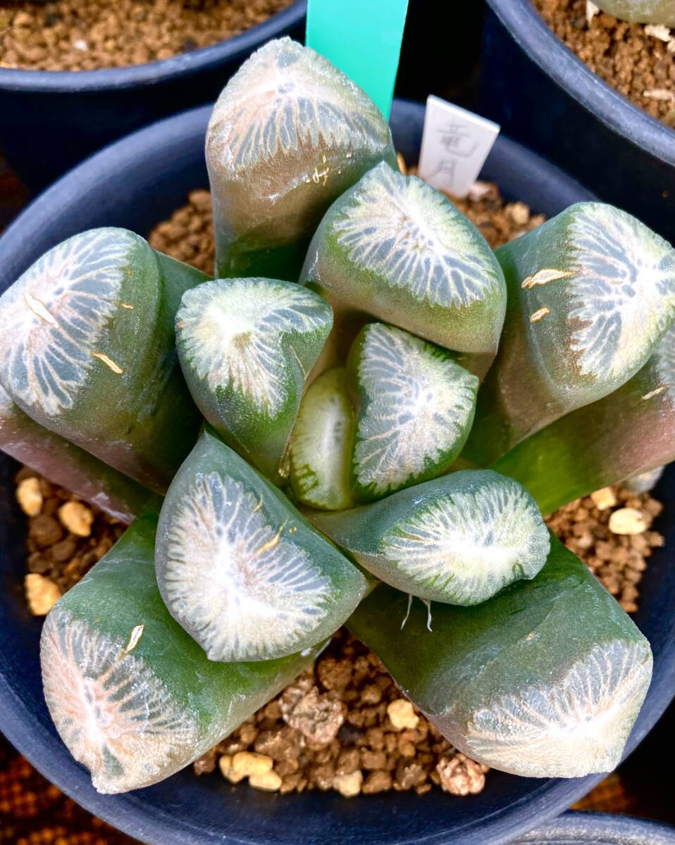 値引きｋ274【未組立・保管品】1/24　希少☆グンゼ産業　GUNZESANGYO　FERRARI　250　GTO　フェラーリ250GTO　メタルパーツ FR-24B 三ツ星貿易 エクセレンスシリーズ 小型冷蔵庫｜業務用厨房機器