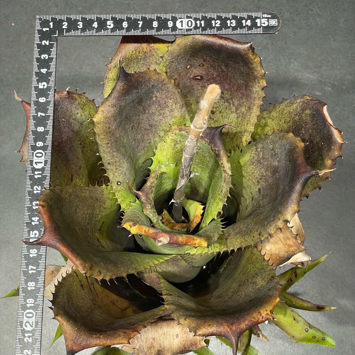 ぺ*郎様 【完全美品・秘蔵レア】リグラス・リーパー【世界で25〜50枚】 完全美品・秘蔵レア】リグラス・リーパー【世界で25〜50枚