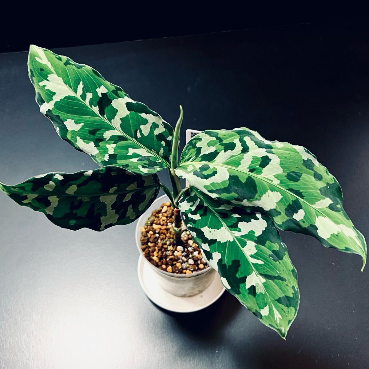 破格です、アグラオネマアンダマン　中株　8800円 Aglaonema pictum 